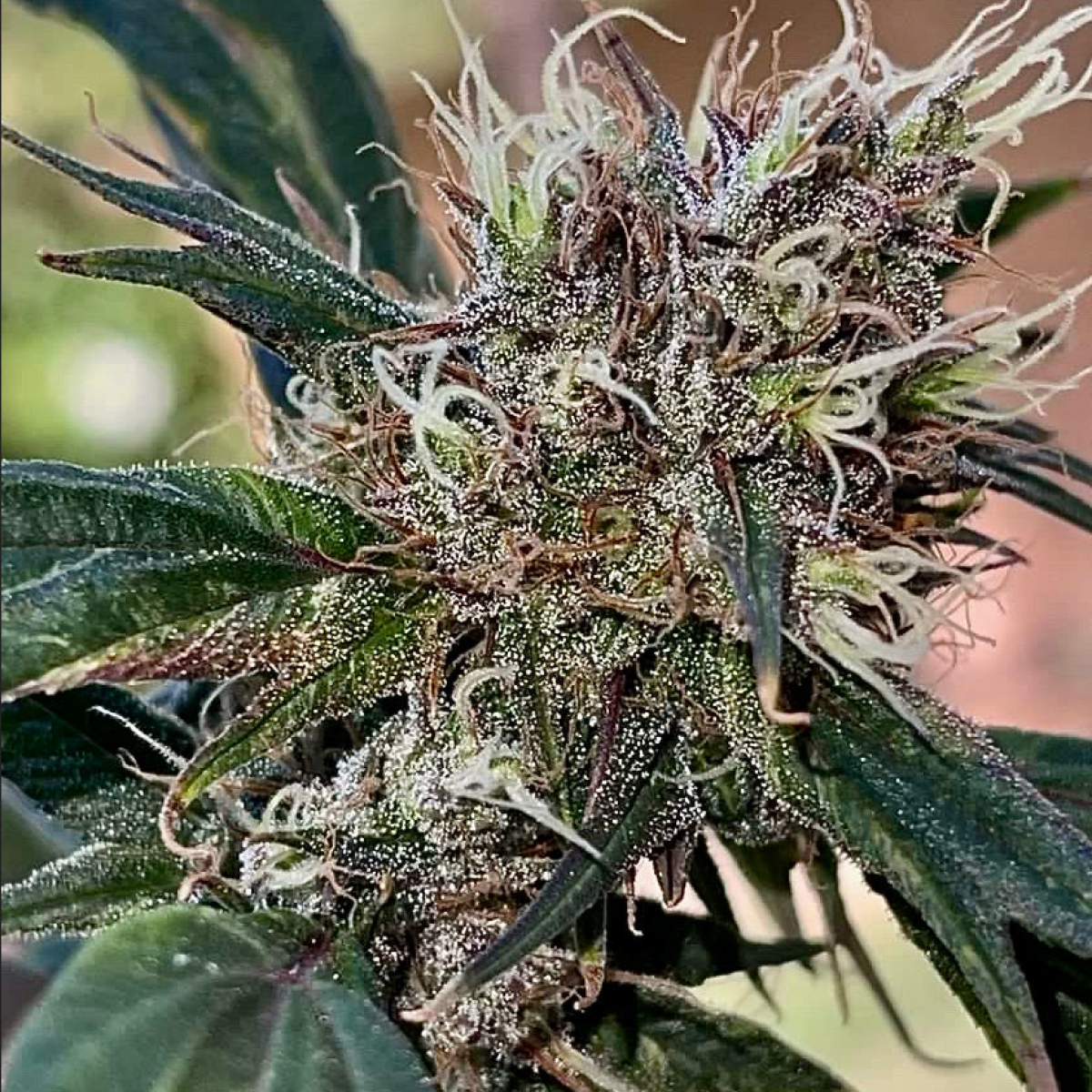 Zen-X Swag reguläre Cannabissamen