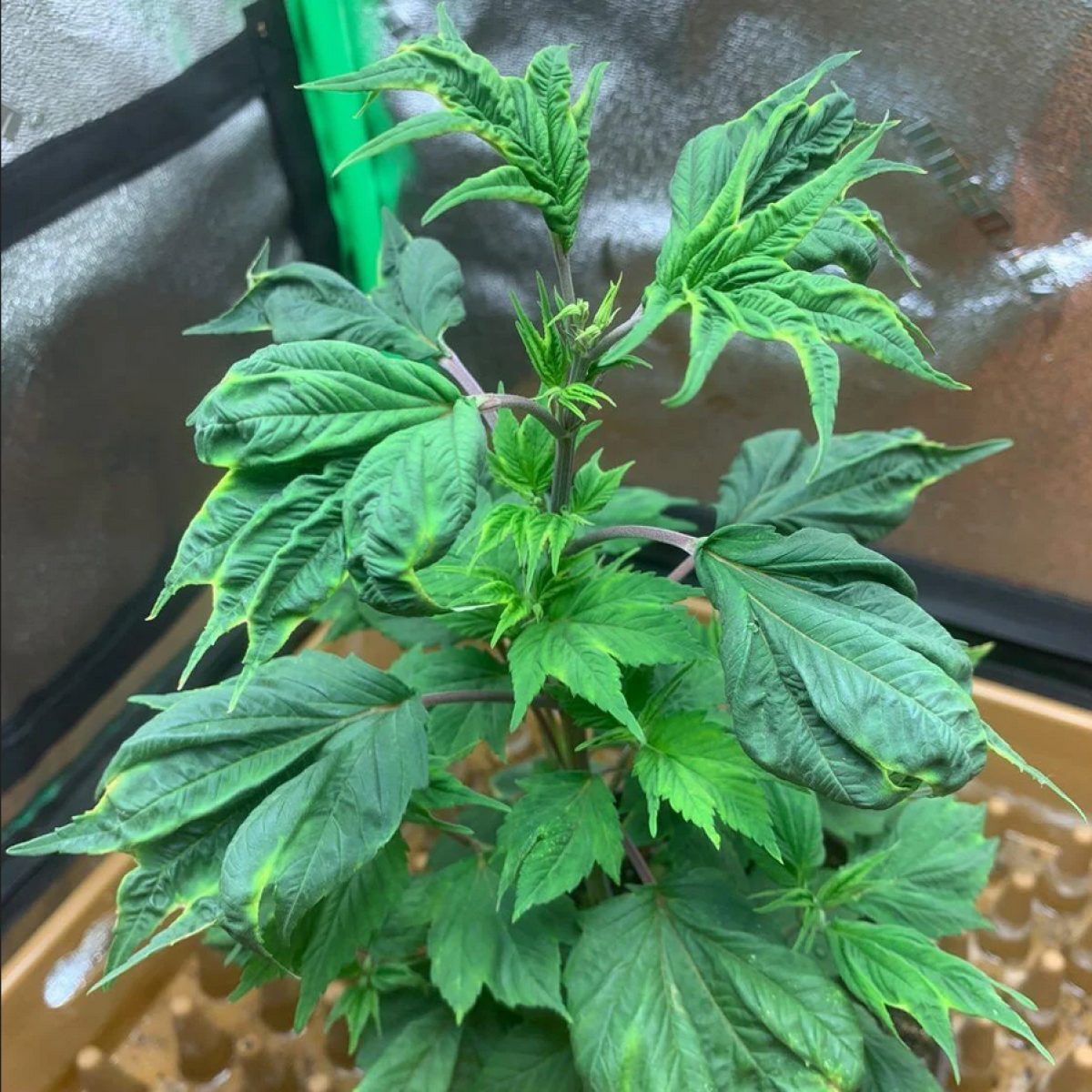 TerpyZ Mutant Genetics Zen-X SWAG Reguläre Hanfsamen