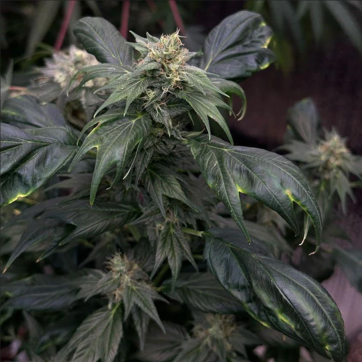 Zfuel SWAG reguläre Cannabissamen