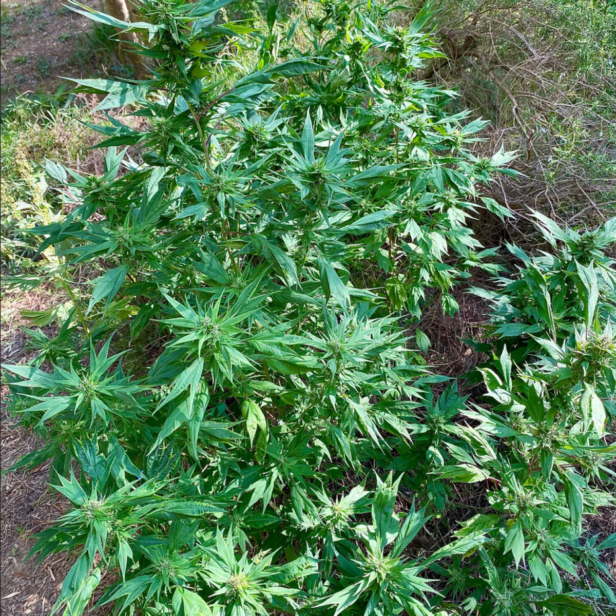 TerpyZ Mutant Genetics Zfuel SWAG Reguläre Hanfsamen