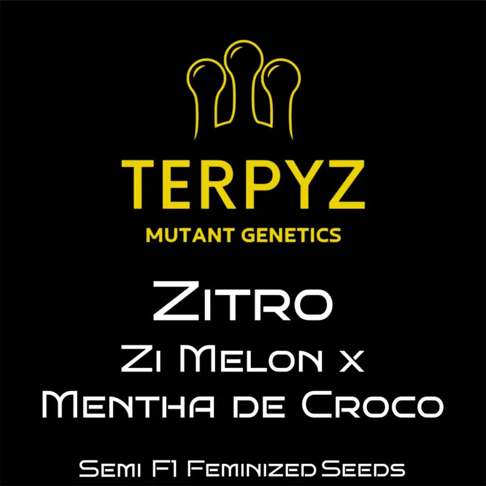 Terpyz Mutant Genetics Zitro Feminisierte Hanfsamen