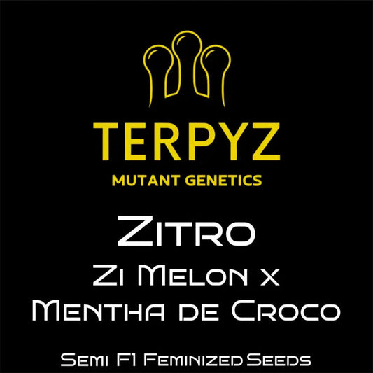 Terpyz Mutant Genetics Zitro Feminisierte Hanfsamen