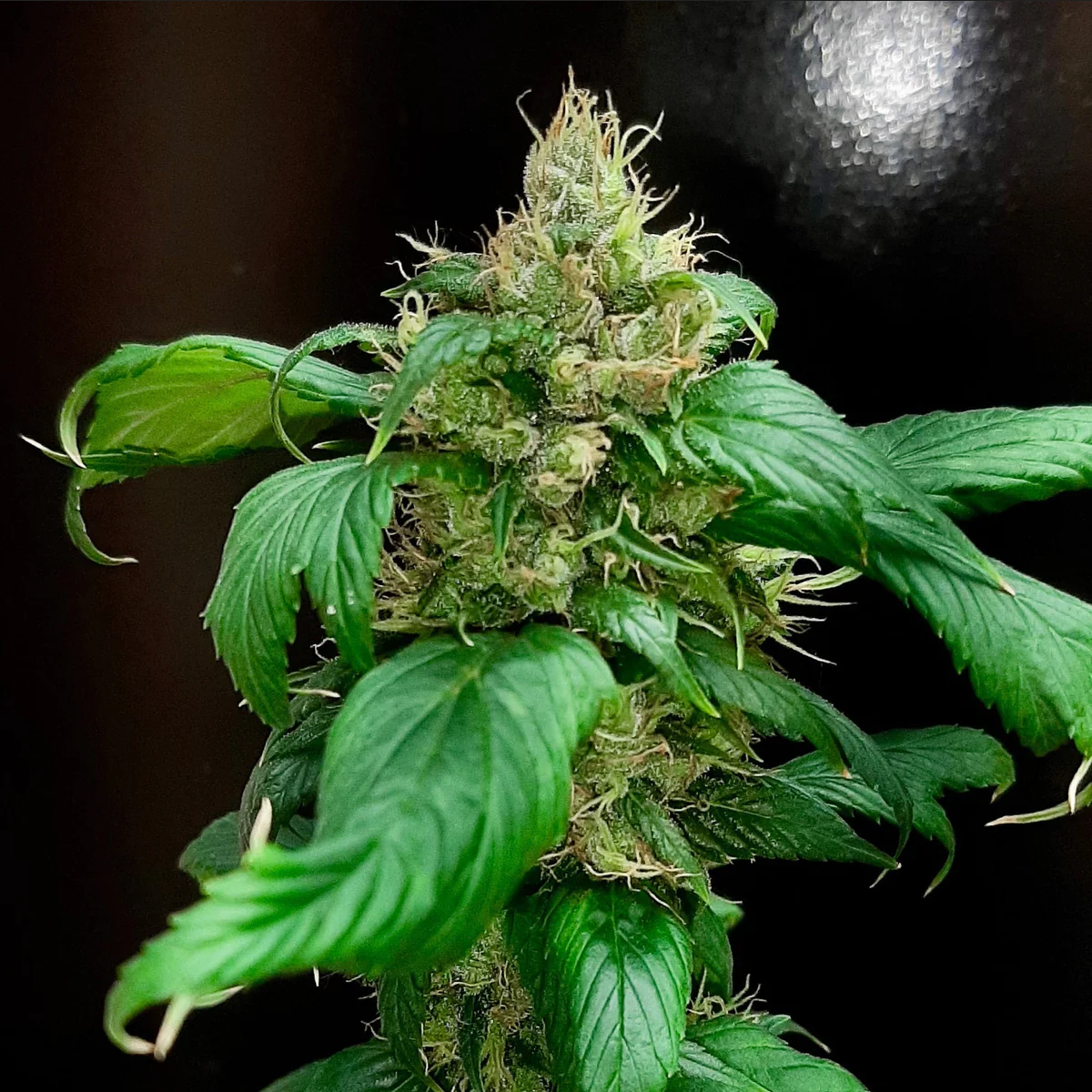 Korean BBQ GPP reguläre Cannabissamen