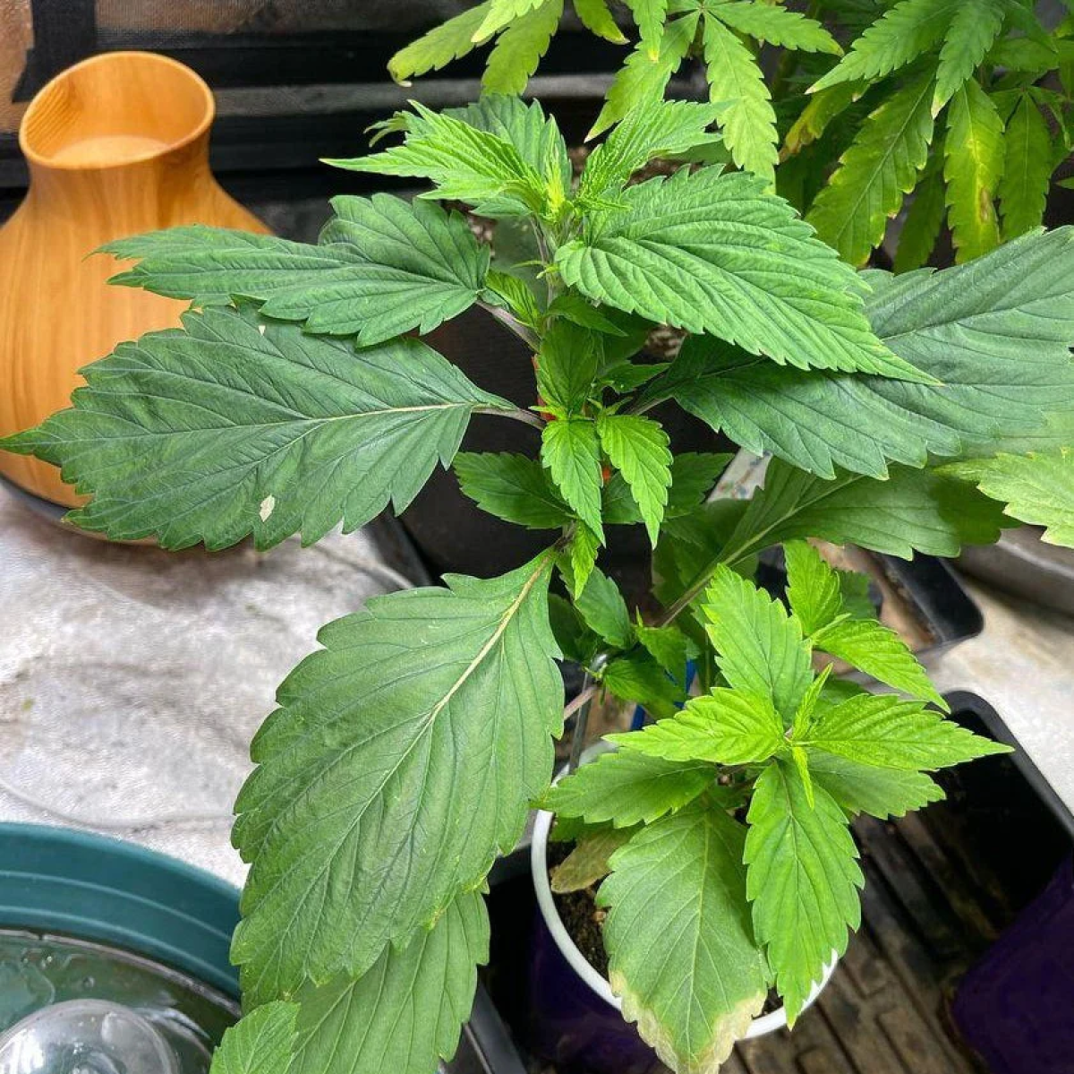 TerpyZ Mutant Genetics Korean BBQ GPP Reguläre Hanfsamen