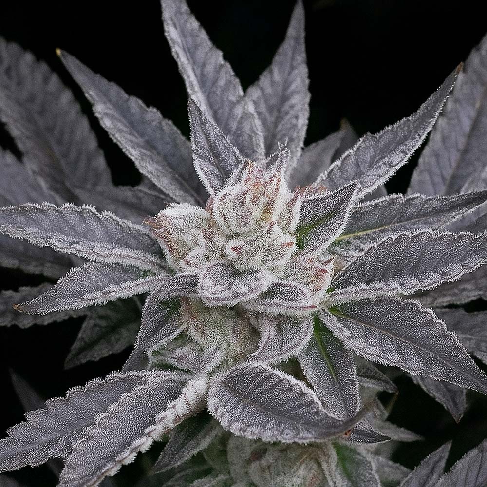 The Cali Connection LA Affie Feminisierte Hanfsamen Blüte