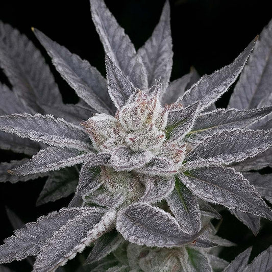 The Cali Connection LA Affie Feminisierte Hanfsamen Blüte