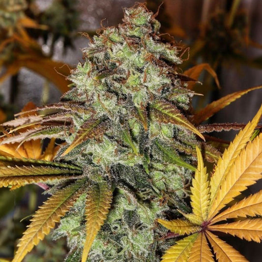 The Cali Connection Strawberry OG Feminisierte Hanfsamen Blüte