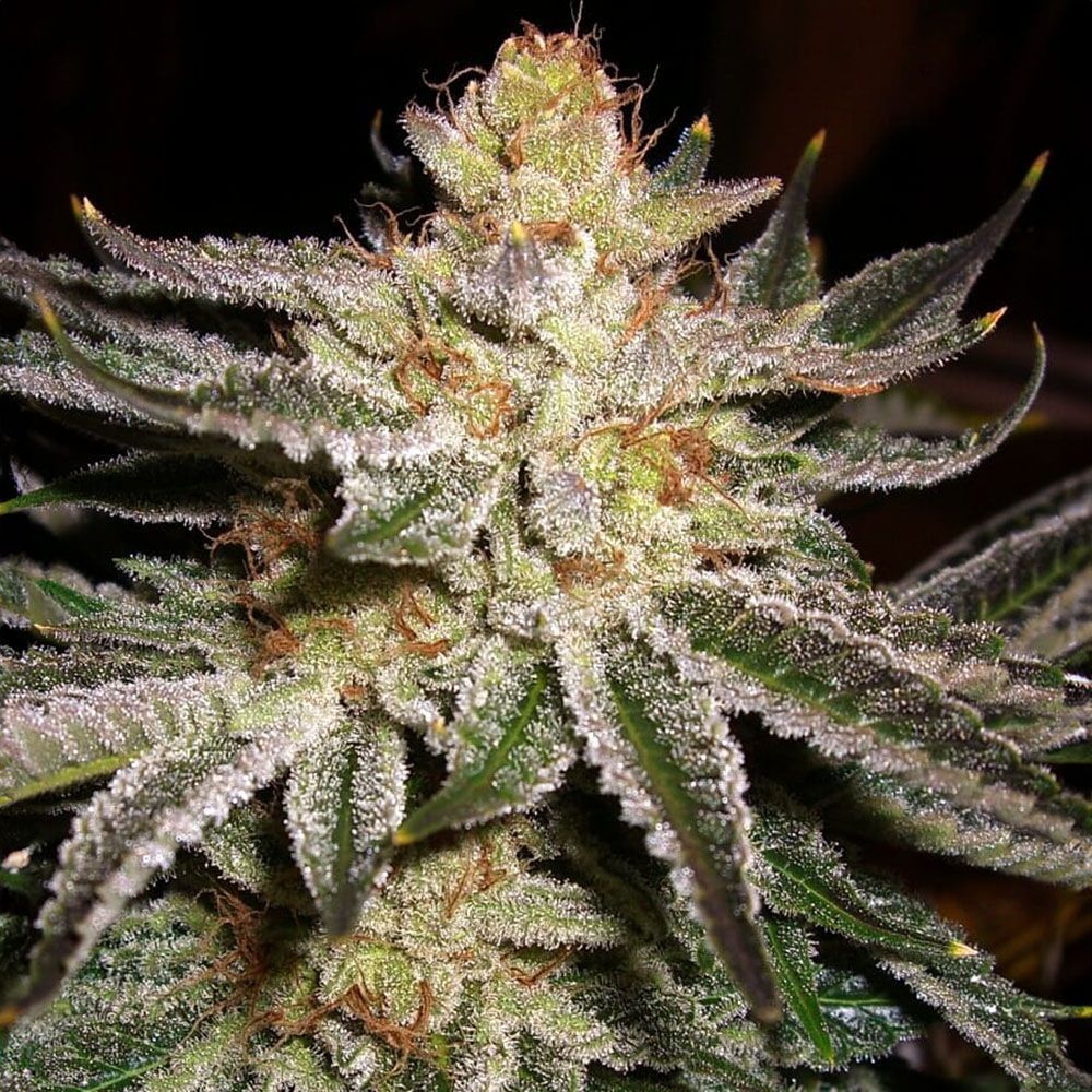 The Cali Connection 818 Headband (Sour OG) Feminisierte Hanfsamen Blüte