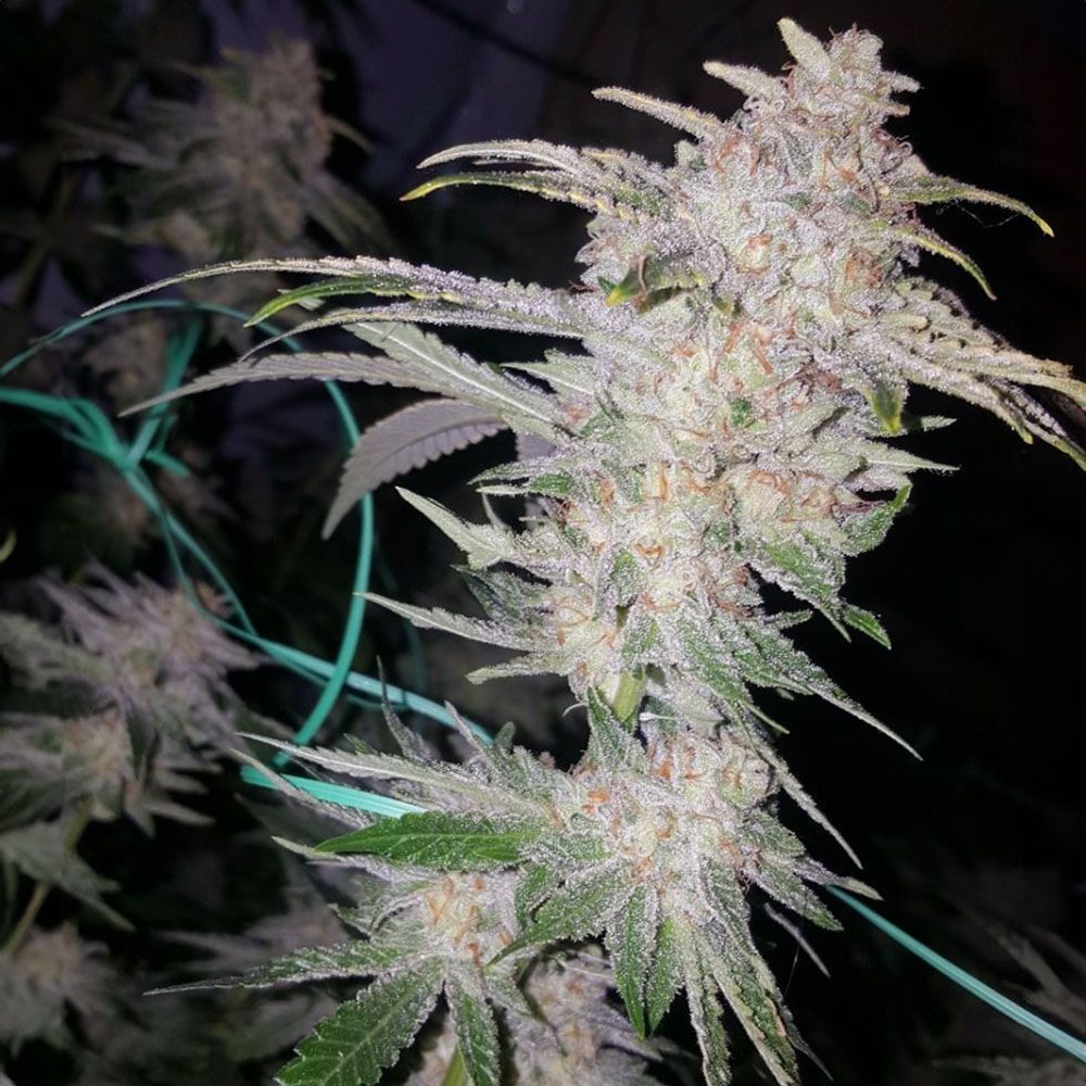 The Cali Connection Buddha Tahoe OG Feminisierte Hanfsamen Blüte