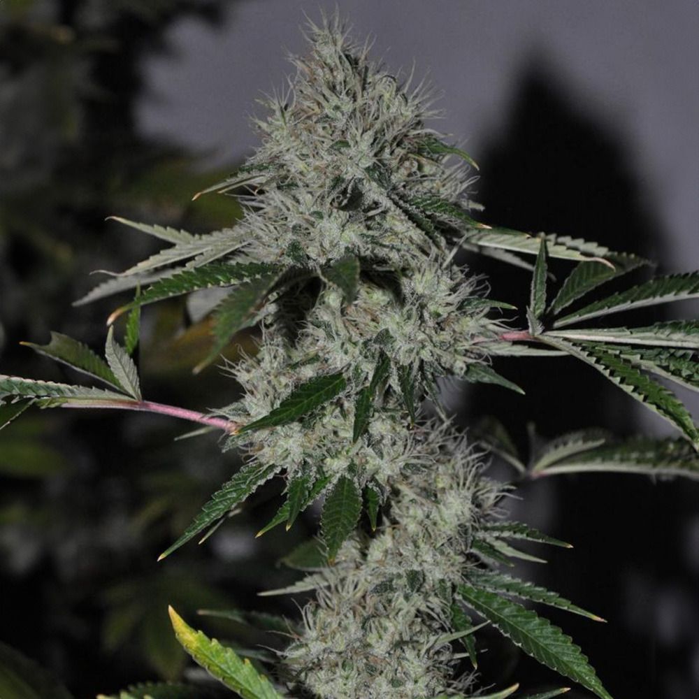 The Cali Connection Chem 4 OG Feminisierte Hanfsamen Blüte