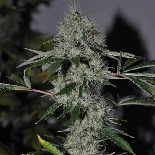 The Cali Connection Chem 4 OG Feminisierte Hanfsamen Blüte