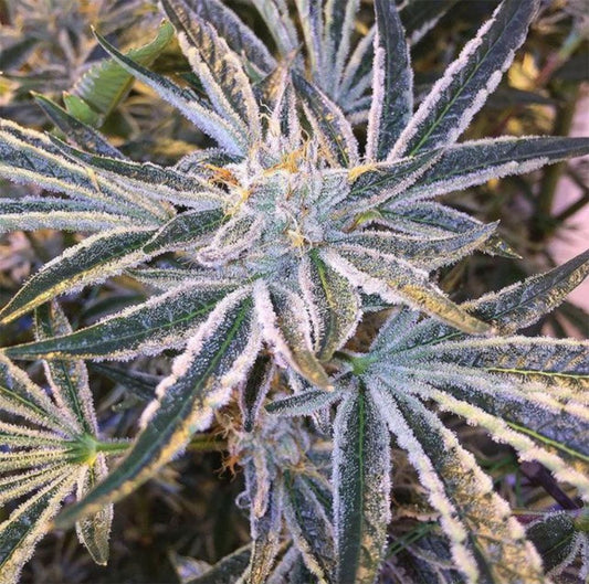 The Cali Connection Fruit Tree Feminisierte Hanfsamen Blüte
