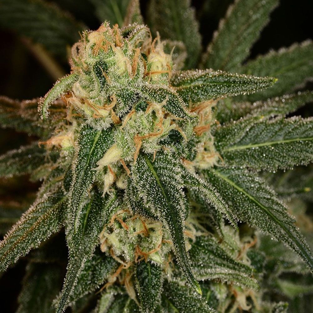 The Cali Connection Green Crack Feminisierte Hanfsamen Blüte