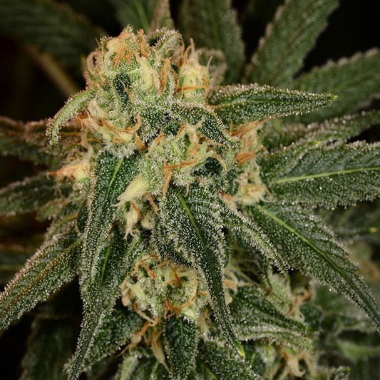 The Cali Connection Green Crack Feminisierte Hanfsamen Blüte