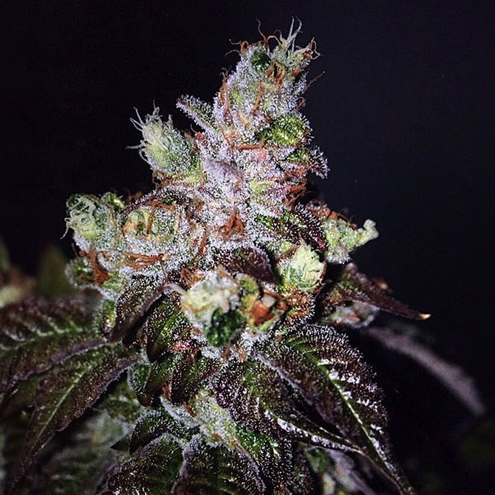 The Cali Connection Island Punch Feminisierte Hanfsamen Blüte