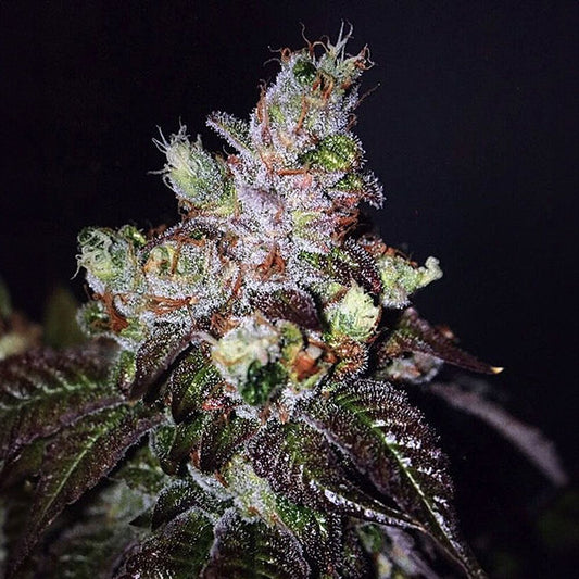 The Cali Connection Island Punch Feminisierte Hanfsamen Blüte