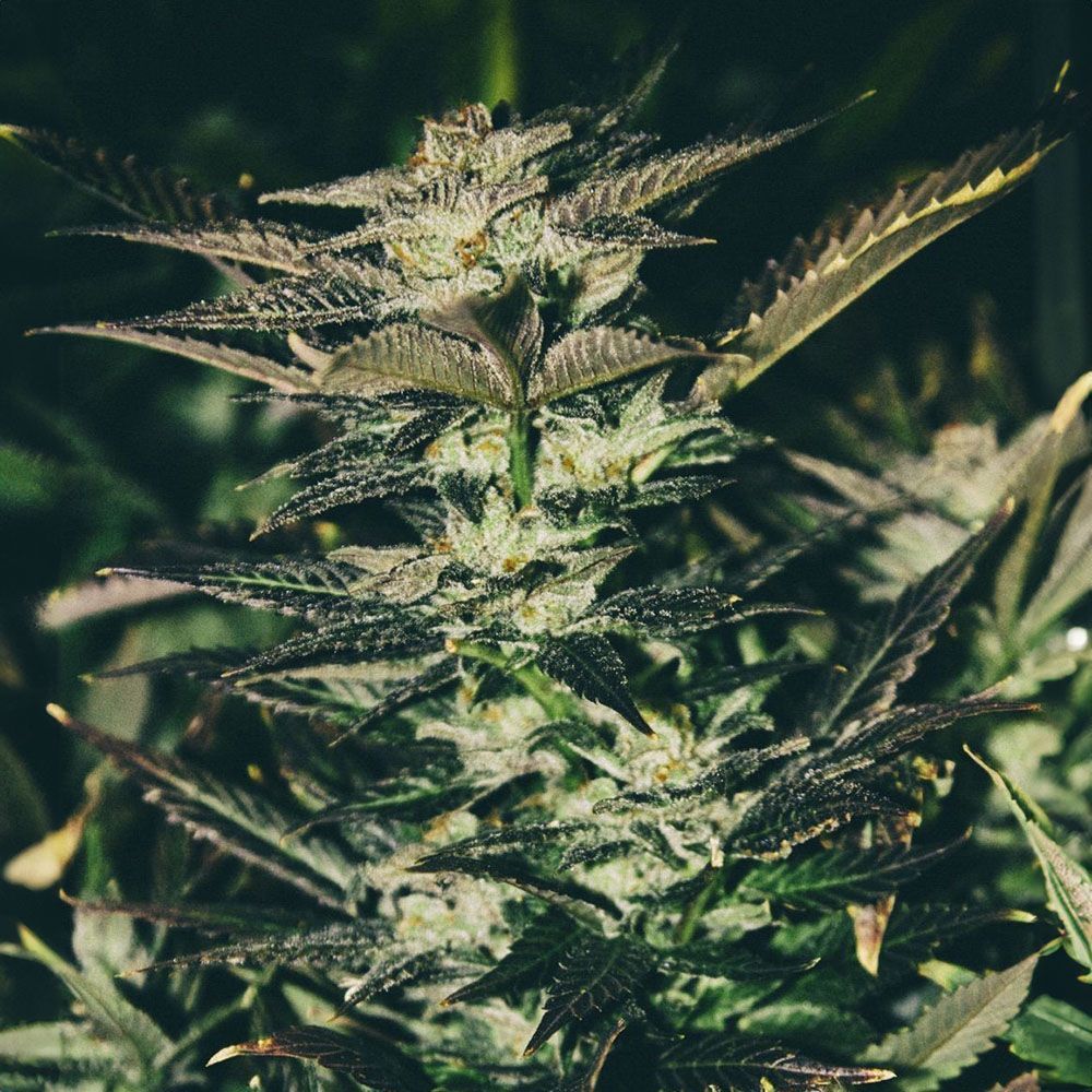 The Cali Connection Jupiter OG Kush Feminisierte Hanfsamen Blüte