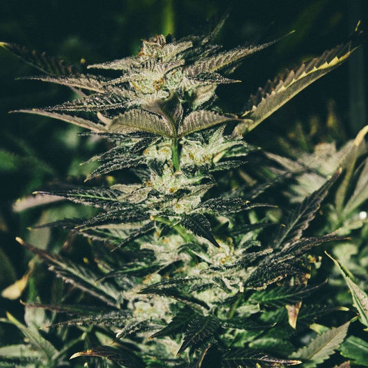 The Cali Connection Jupiter OG Kush Feminisierte Hanfsamen Blüte