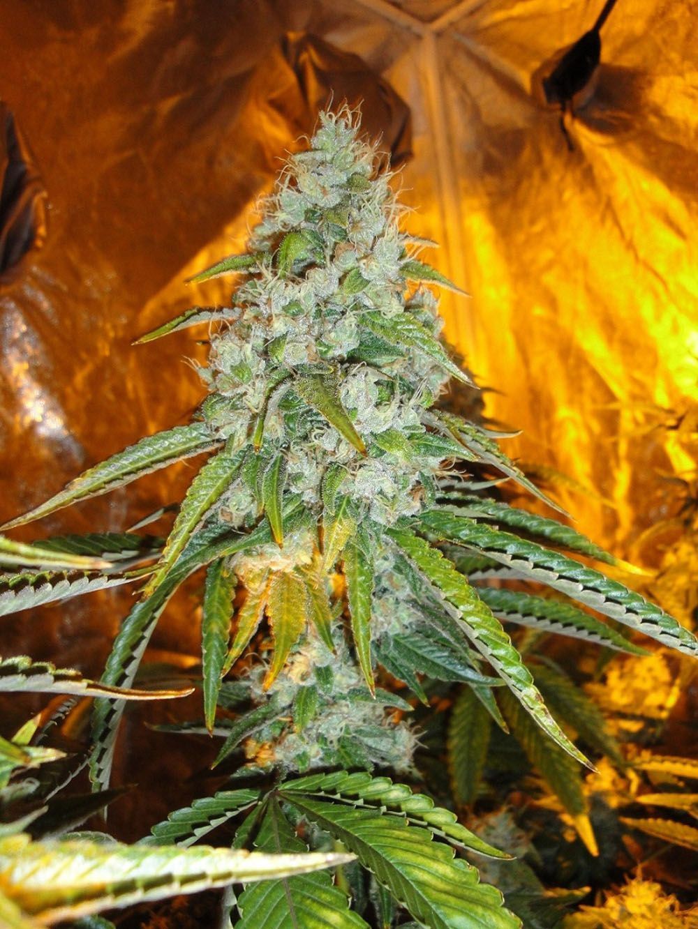 The Cali Connection Original Sour Diesel Feminisierte Hanfsamen Blüte