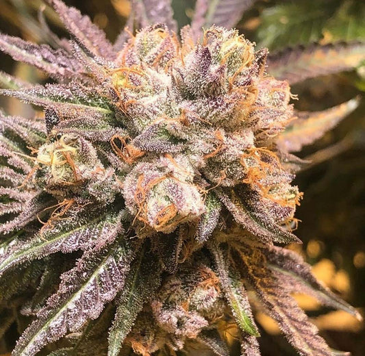 The Cali Connection Purple Chem Feminisierte Hanfsamen Blüte