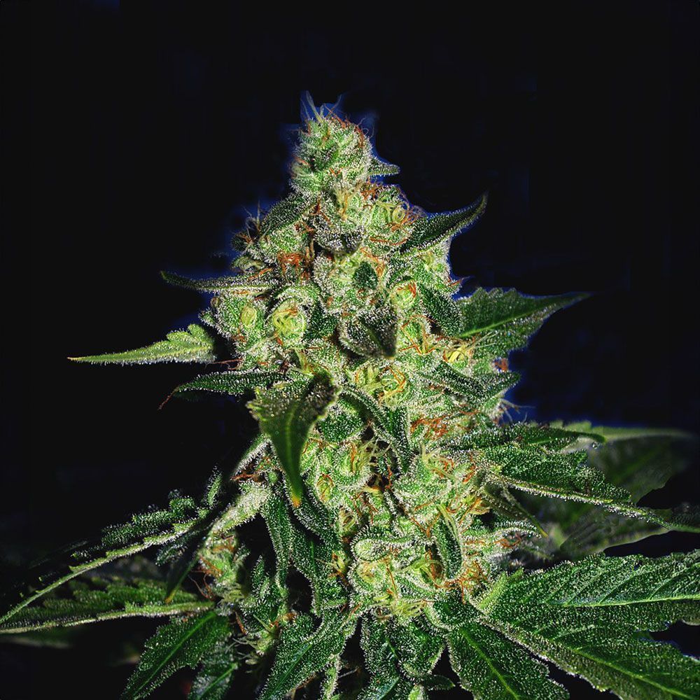 The Cali Connection Sugar Mill Feminisierte Hanfsamen Blüte