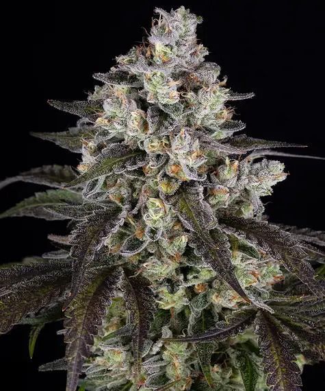 Barney Farm Trainwreck Cannabis Blüte