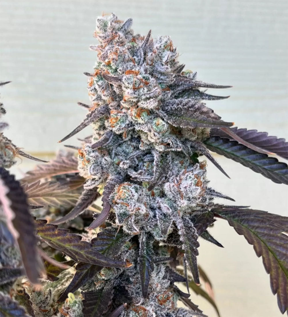 Unami Seed Co Frostade Feminisierte Cannabissamen