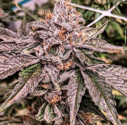 Unami Seed Co Zeltzer Feminisierte Cannabissamen