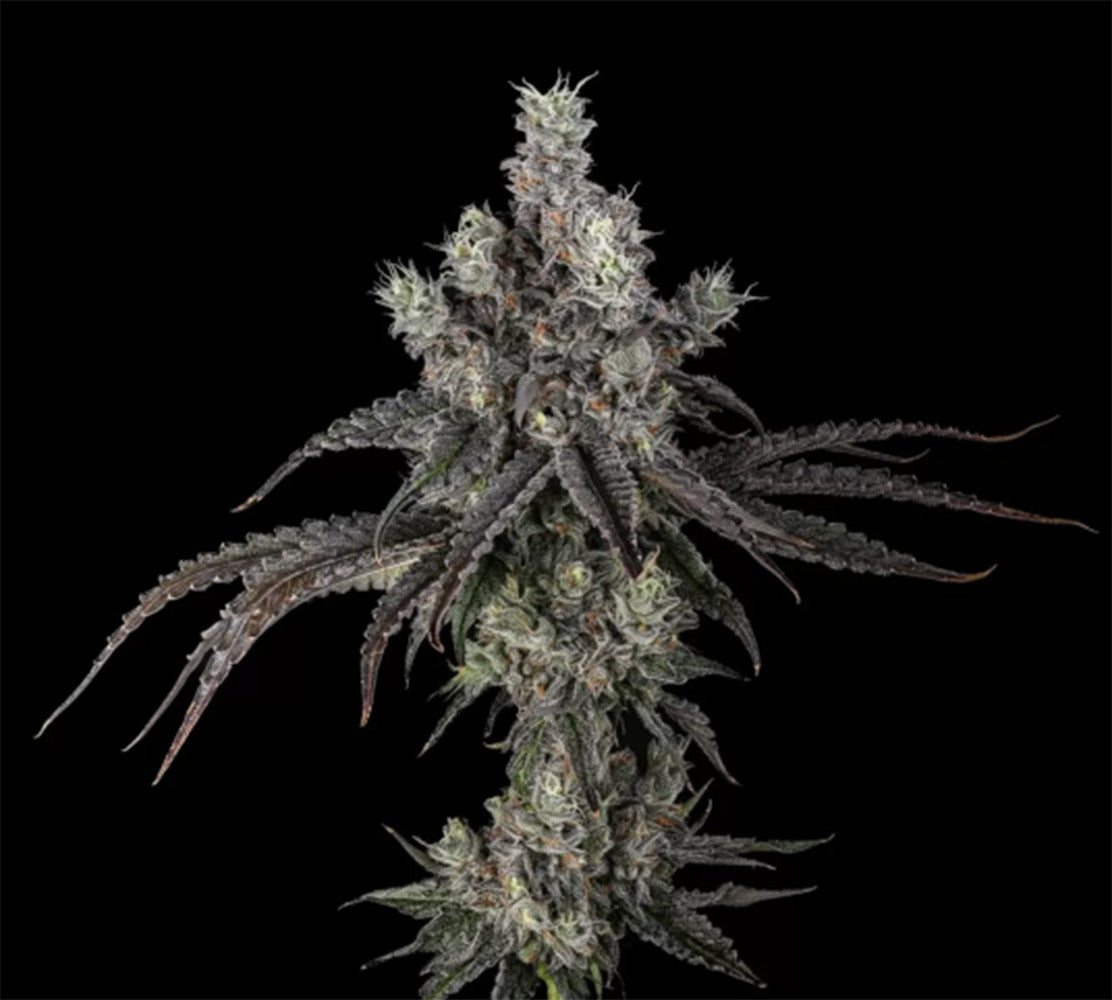 Unami Seed Co Zoda BX1 Feminisierte Cannabissamen