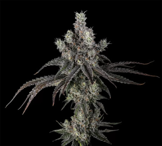 Unami Seed Co Zoda BX1 Feminisierte Cannabissamen