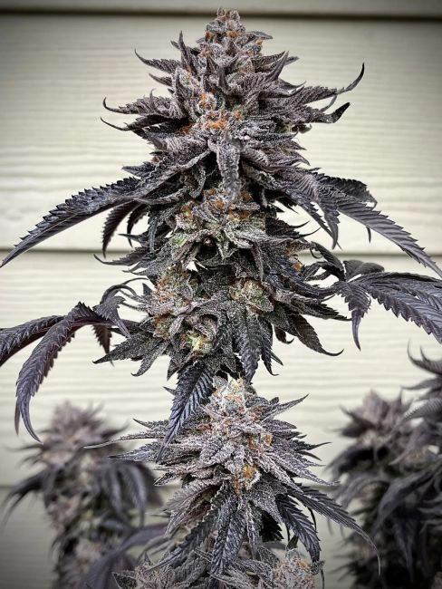 Unami Seed Co Zodaza  Feminisierte Cannabissamen