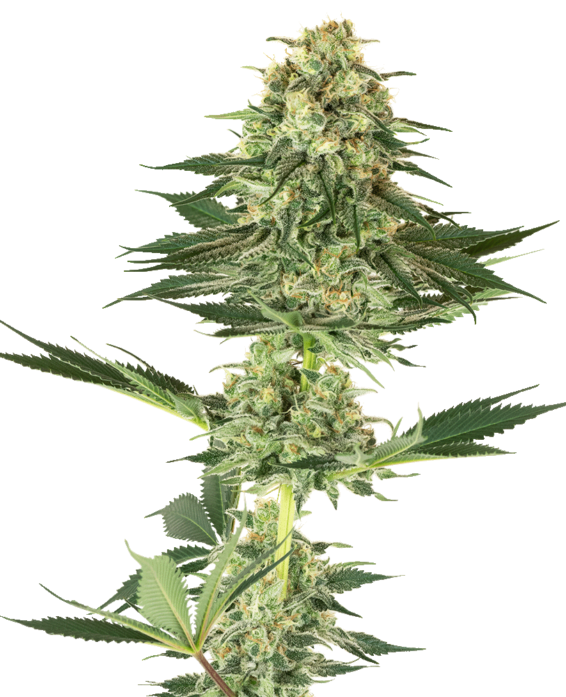 Banana Kush feminisierte Cannabissamen
