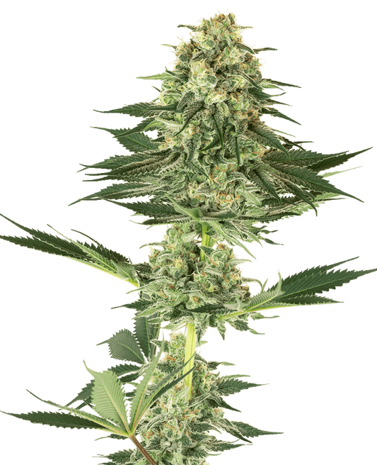 Banana Kush feminisierte Cannabissamen