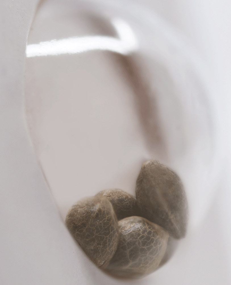 White Label Double Banana Kush feminisierte Hanfsamen Blüte