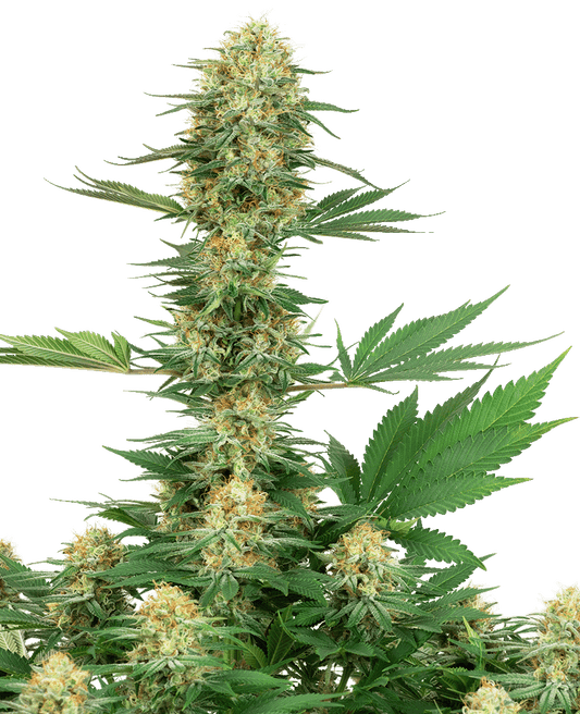 Gelato #420 feminisierte Cannabissamen