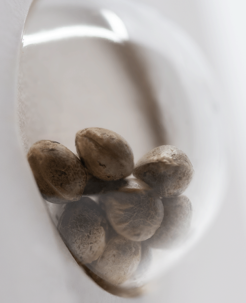 White Label Gelato #420 feminisierte Hanfsamen Blüte