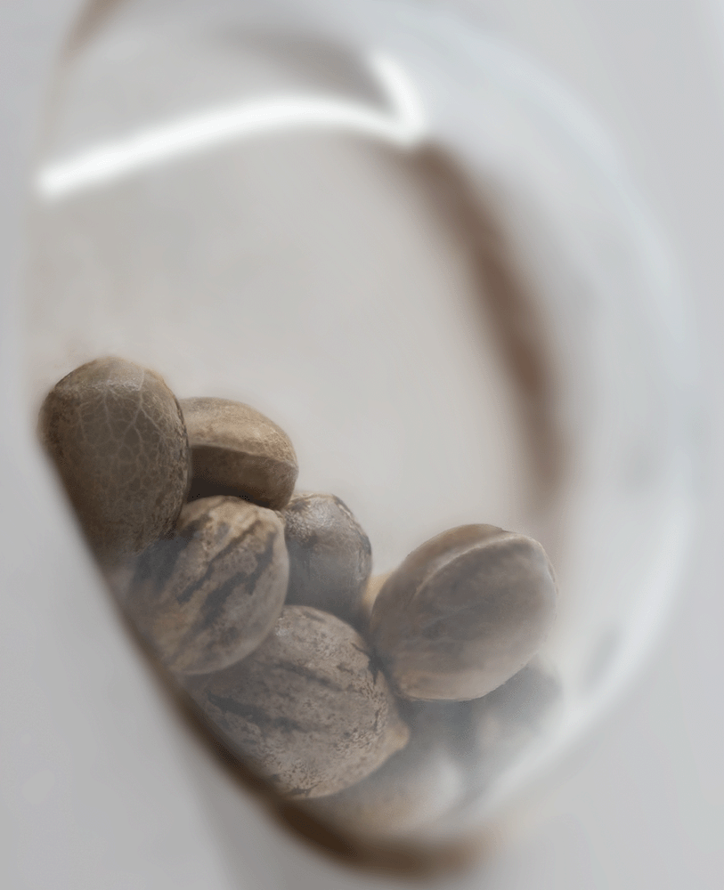 White Label Girl Scout Cookies feminisierte Hanfsamen Blüte