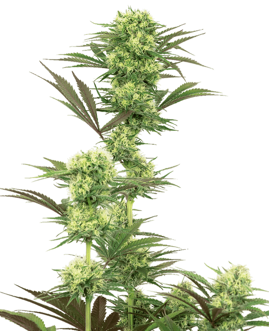 Guava Jelly feminisierte Cannabissamen