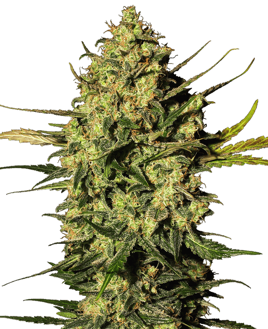 Master Kush Automatic Cannabissamen