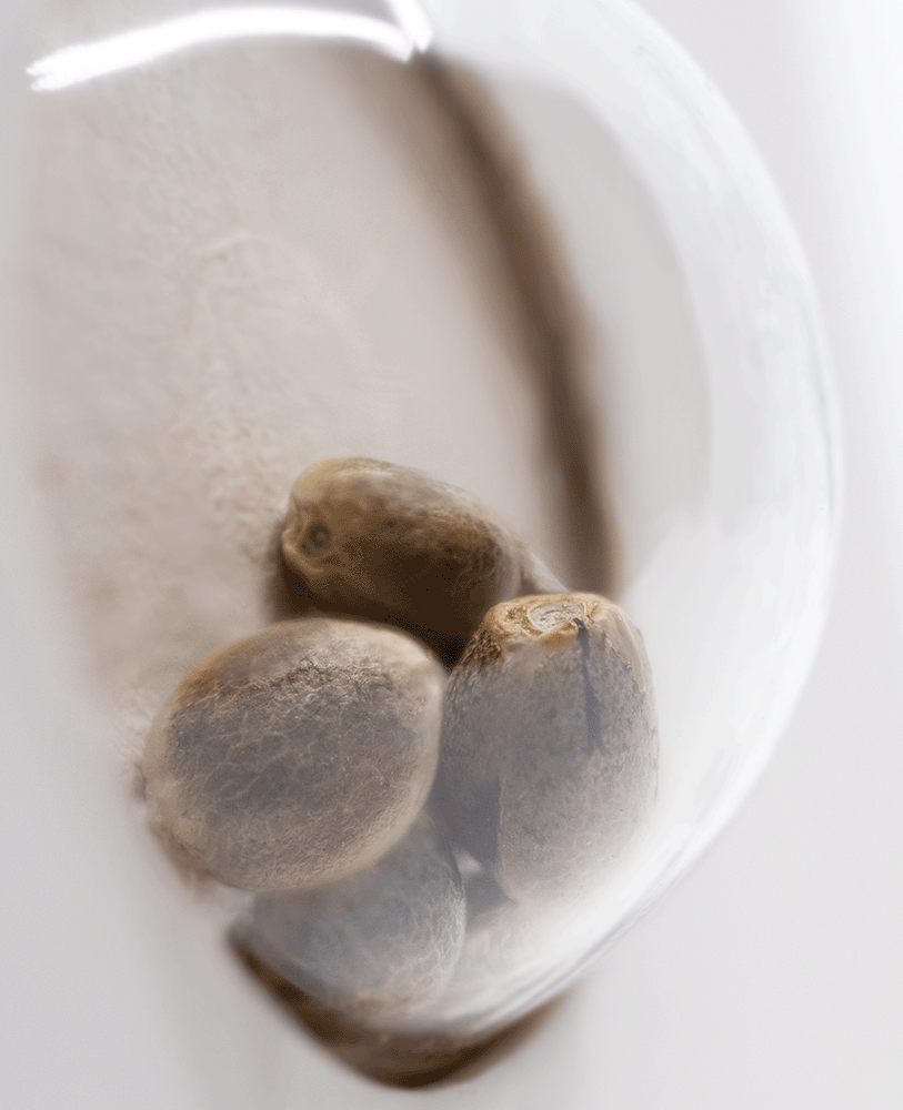 White Label Master Kush automatic Hanfsamen Blüte