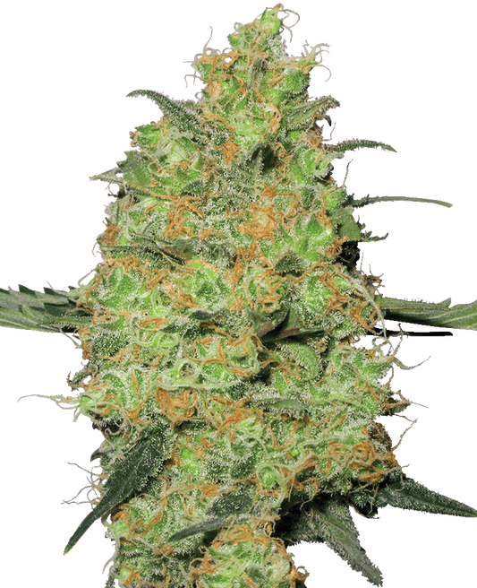 Master Kush feminisierte Cannabissamen