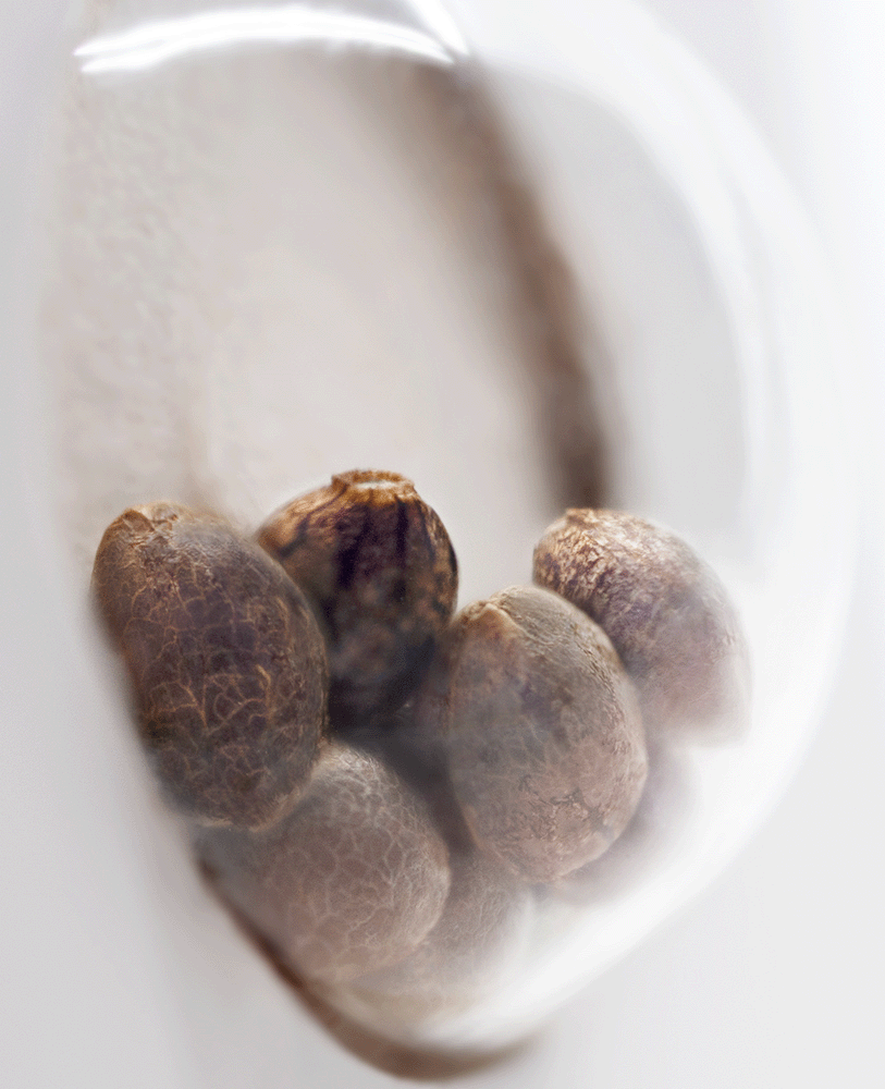 White Label Master Kush feminisierte Hanfsamen Blüte