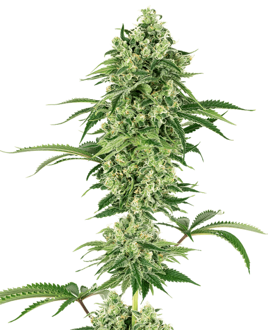 Nicole Hindu Kush feminisierte Cannabissamen