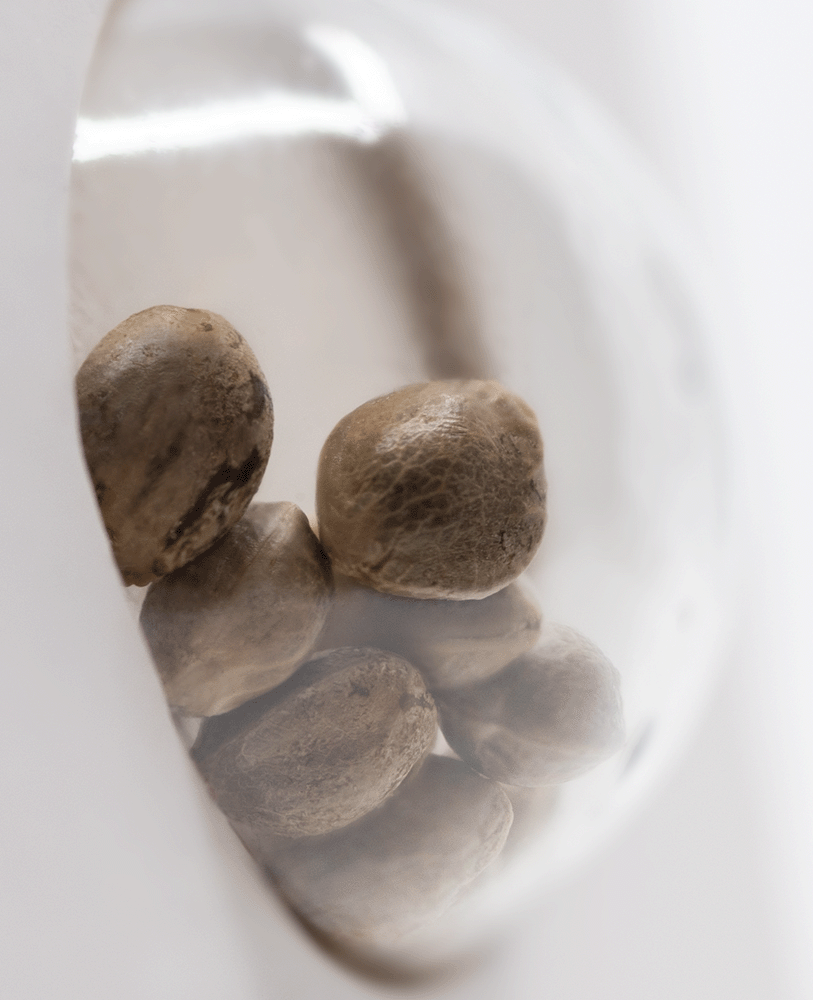 White Label Nicole Hindu Kush feminisierte Hanfsamen Blüte