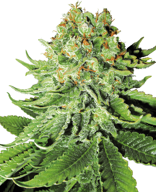 Northern Lights Automatic Cannabissamen