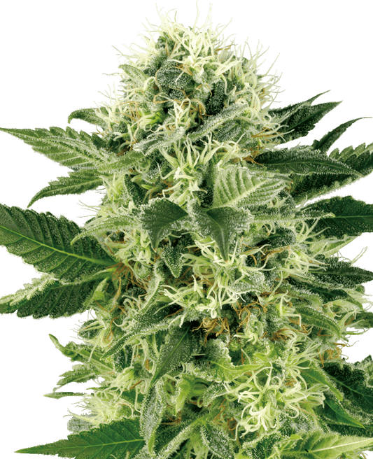 Northern Lights feminisierte Cannabissamen