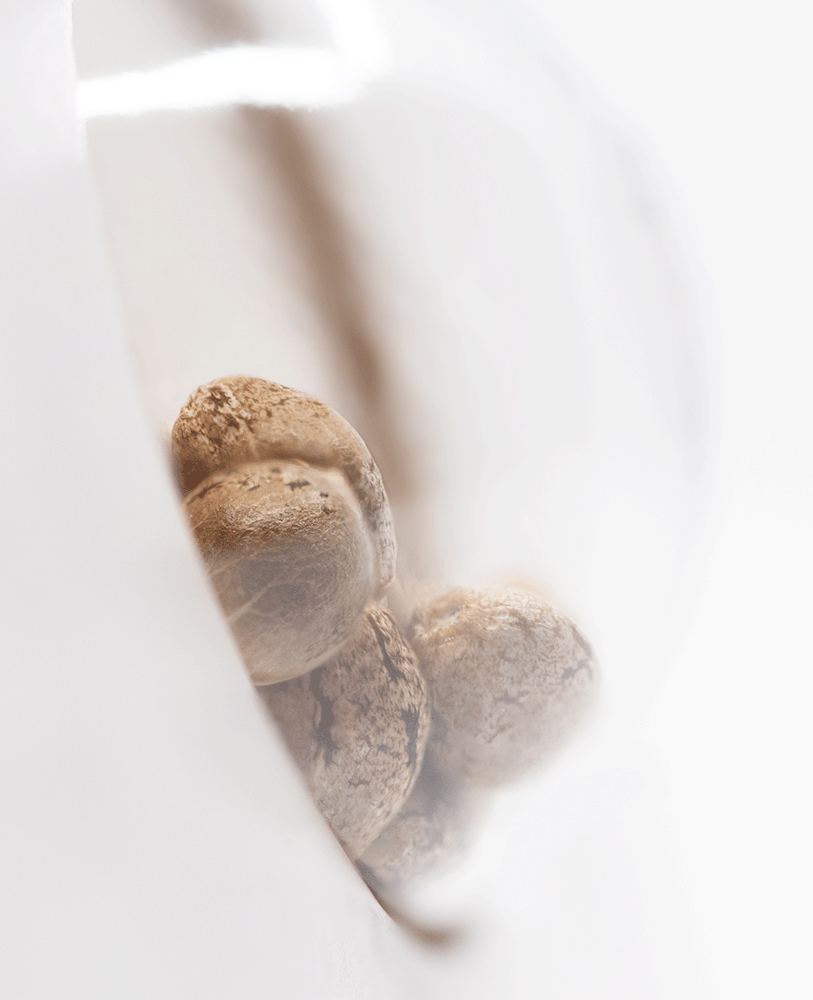 White Label Northern Lights feminisierte Hanfsamen Blüte