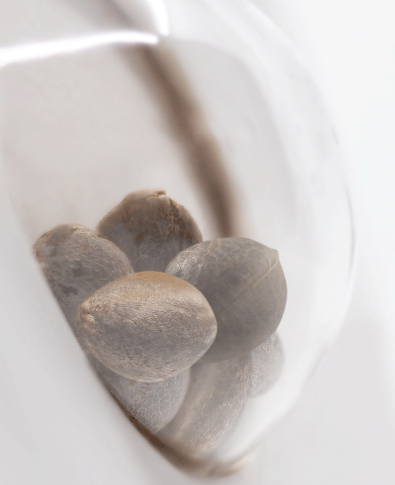 White Label OG Kush feminisierte Hanfsamen Blüte