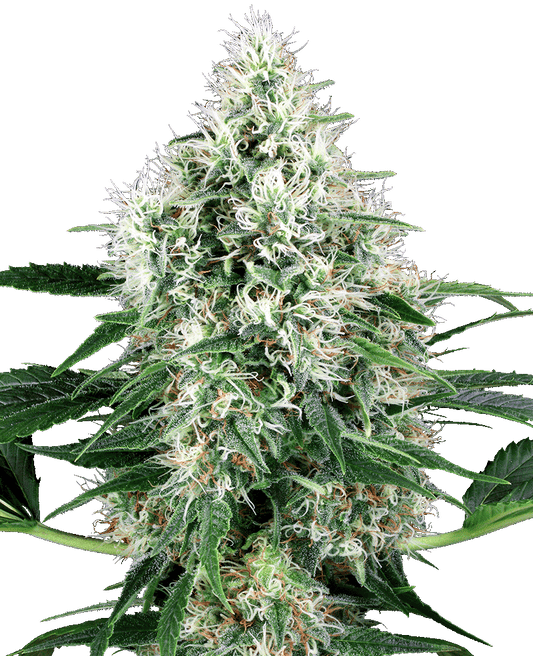 Pure Power Plant Automatic Cannabissamen