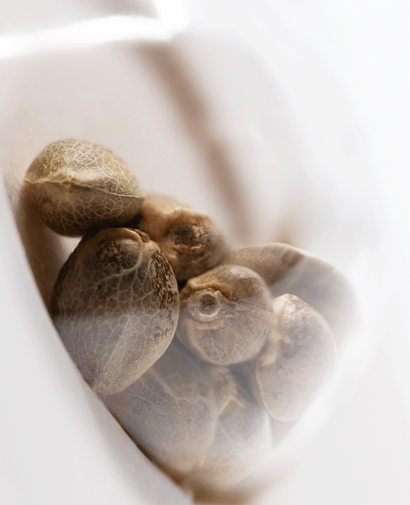 White Label Pure Power Plant automatic Hanfsamen Blüte